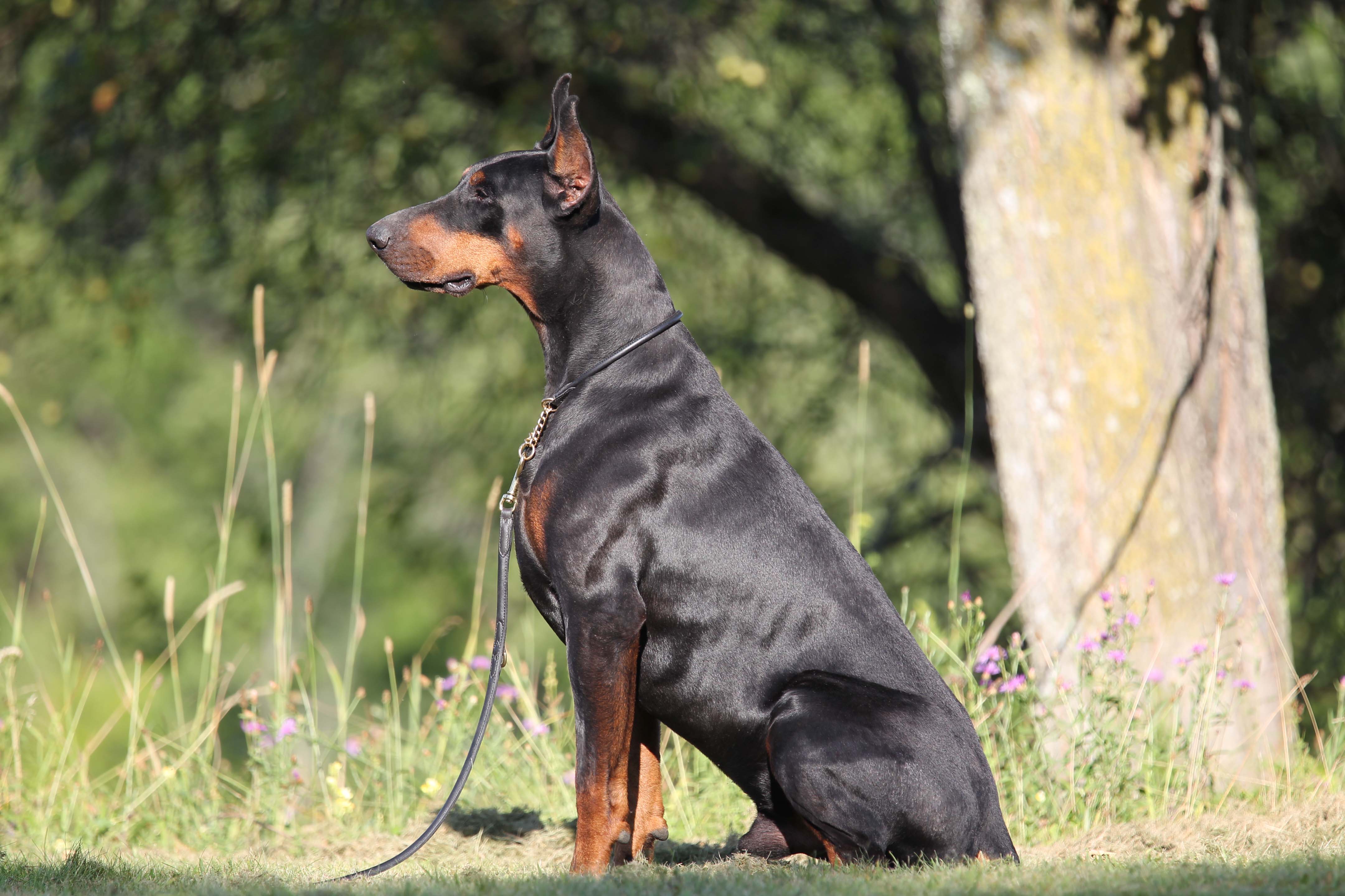 Kevlar Dobermans European Champion Bloodlines Doberman