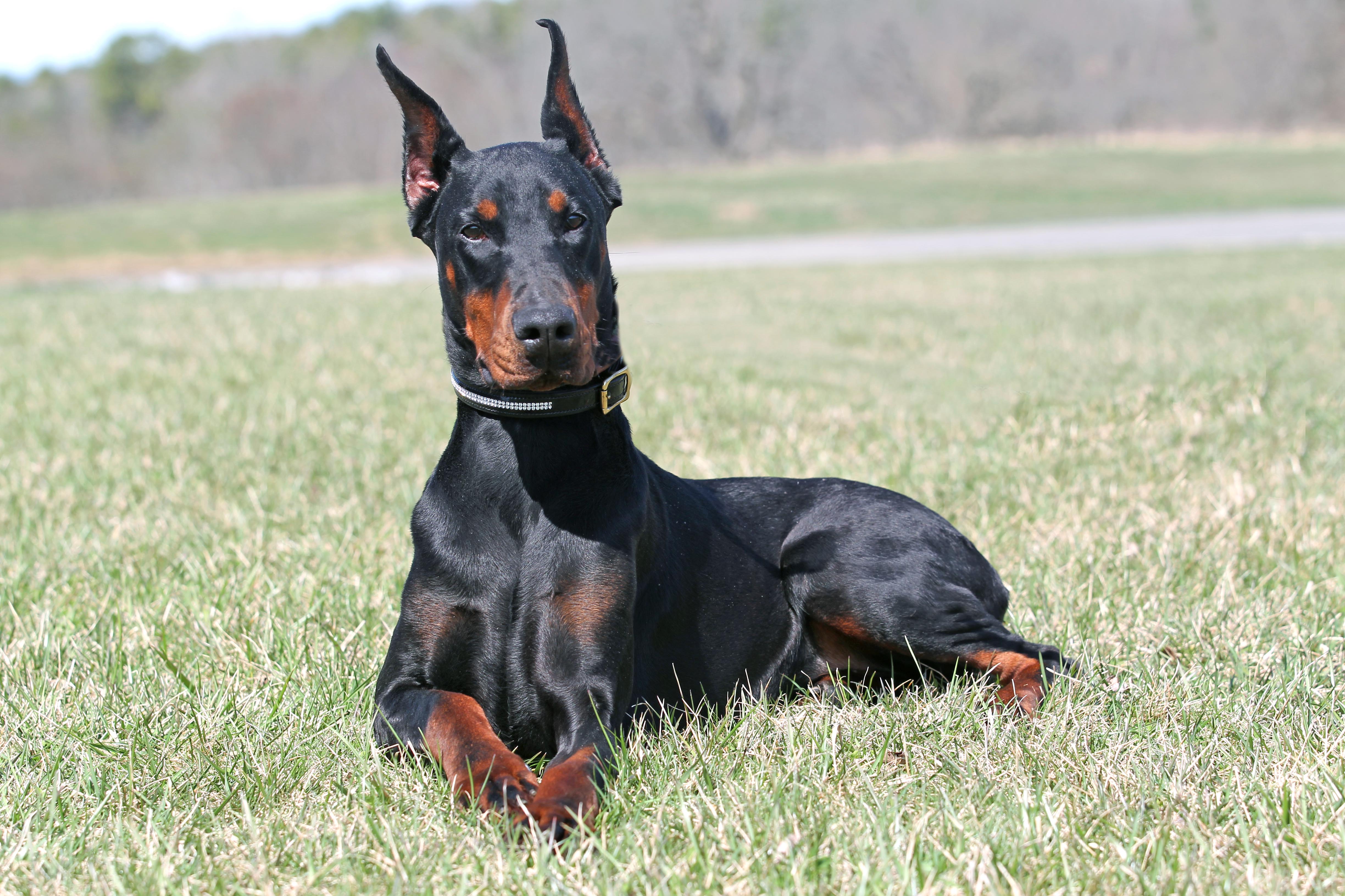 Kevlar Dobermans European Champion Bloodlines Doberman Puppies For Sale